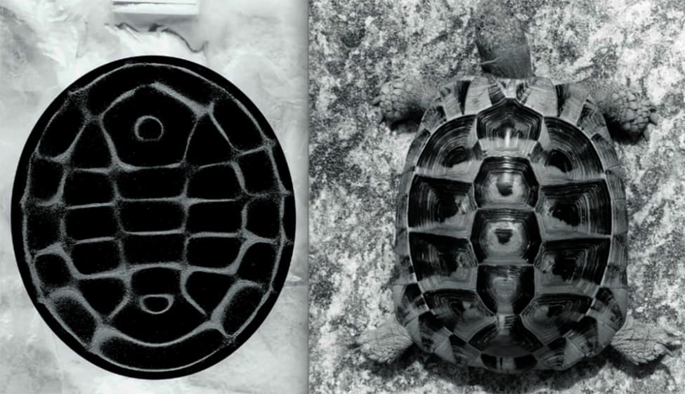 Cymatics: a Chladni vibration pattern mirroring the geometry of a tortoise shell
