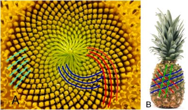 Fibonacci spirals in a sunflower and pineapple: nature's most efficient packing arrangement