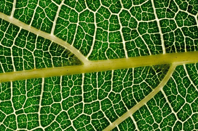The fractal vein network of a leaf: nature's efficient distribution system repeated at every scale