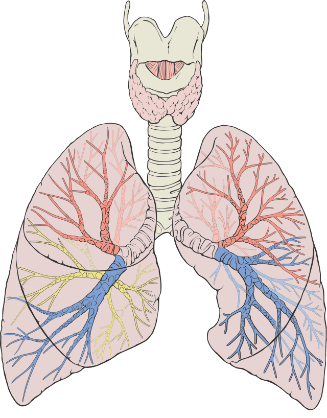 The fractal branching of the human lungs: the same pattern repeated at ever-smaller scales
