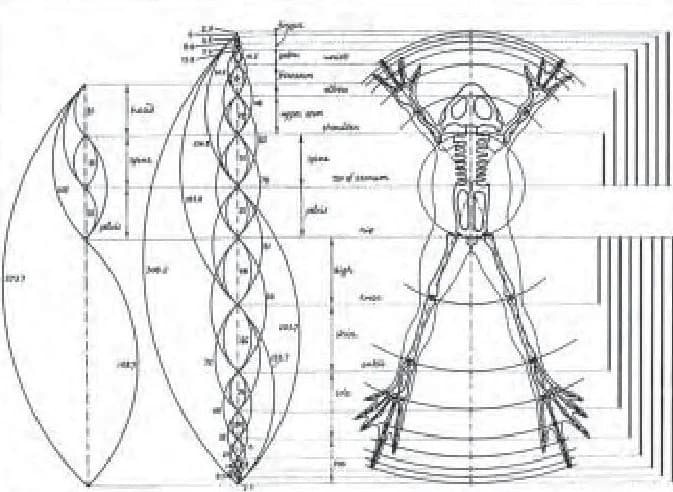 The geometry of the human body: sacred proportions and Fibonacci ratios mapped onto human anatomy