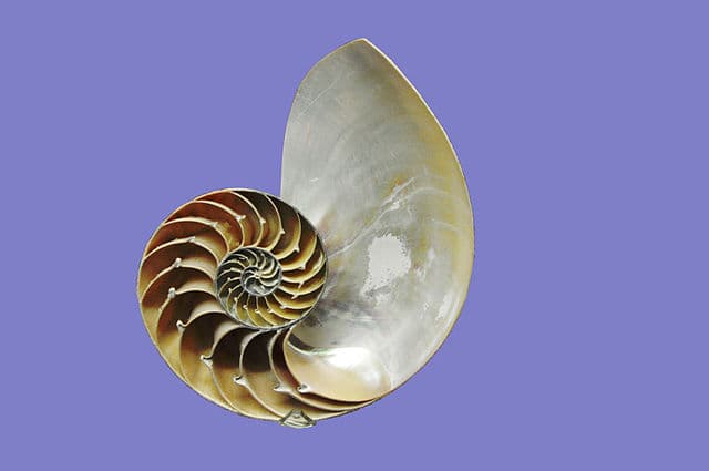 Cross-section of a nautilus shell revealing the golden spiral: nature's most elegant growth pattern