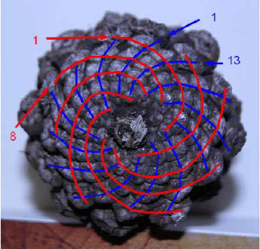Fibonacci spirals in a pine cone: 8 spirals in one direction, 13 in the other — consecutive Fibonacci numbers