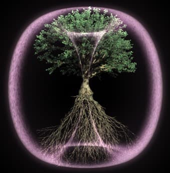 A tree within a toroidal field: roots and branches as mirror images of the same recursive, self-sustaining form